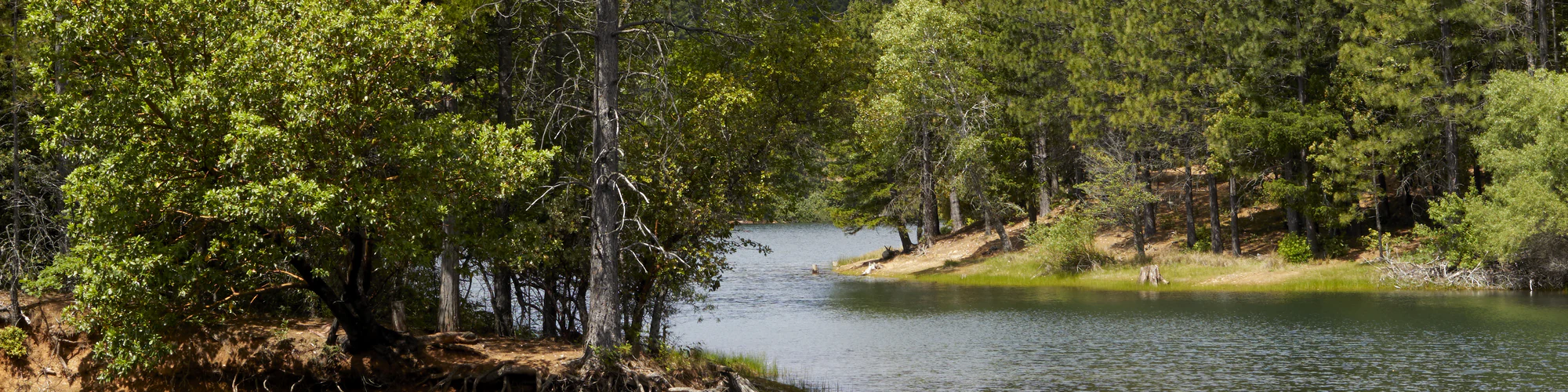 Paradise Lake: tall pines on a small point of land, with the water winding back to a sunlit far shore